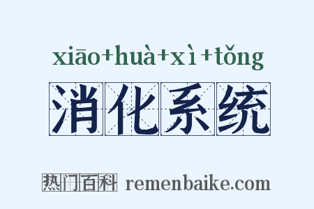 消化系统是什么意思的图片